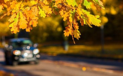 Common Fall Driving Challenges